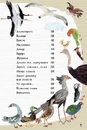 Книга Велика книга птахів фото