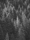 Книга Ворохтаріум. Літературний тріалог з діалогом і монологами фото